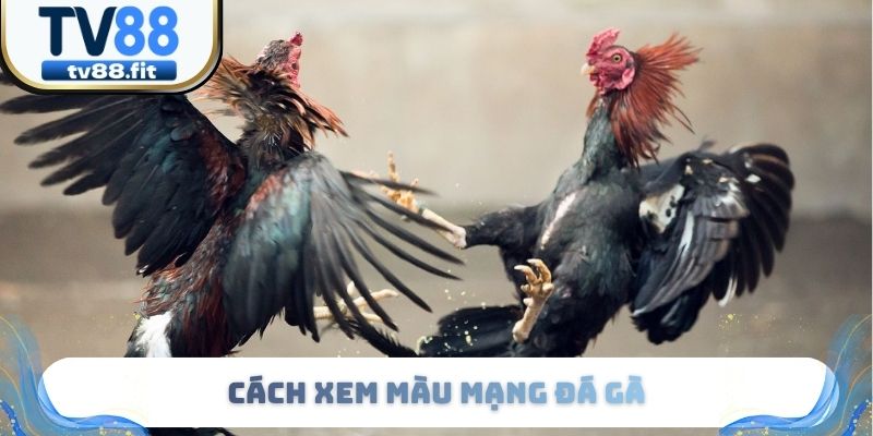 Cách Xem Màu Mạng Gà Đá Chính Xác Qua 3 Phương Pháp